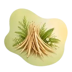 Shatavari