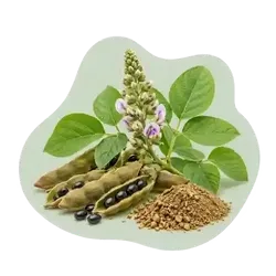 Mucuna Pruriens