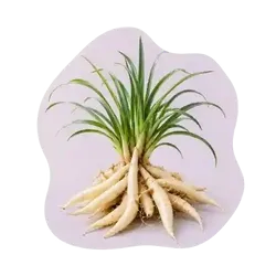 Safed Musli
