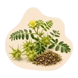 Tribulus